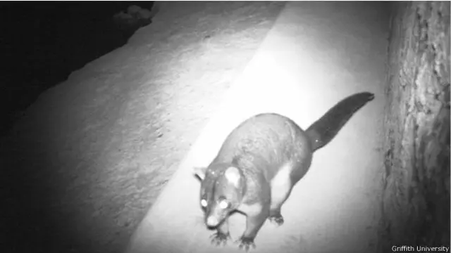 Другие животные также пользуются экодуками 