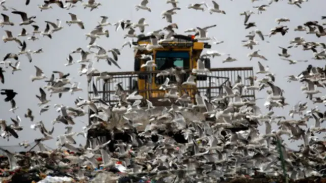 垃圾填埋是城市鷗鳥增多的部分原因(圖片來源:Getty Images)