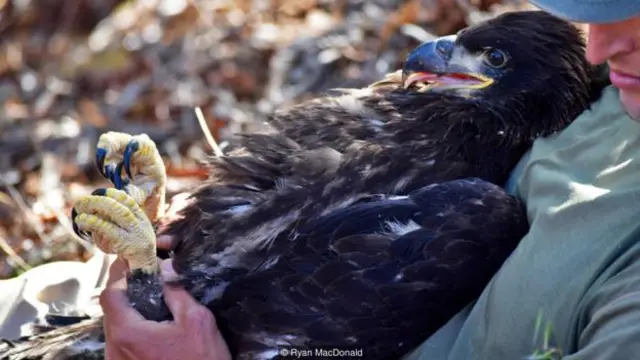 一名工作人員負責控制鷹腿（圖片來源：Ryan MacDonald)