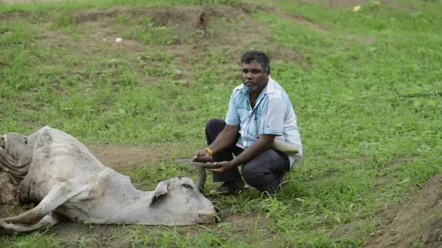 زندہ تو زندہ، مرنے کے بعد بھی یہ گائیں ان دلتوں کو کھا جاتی ہیں جو صدیوں سے ان کی کھال اتارنے پر مامور ہیں