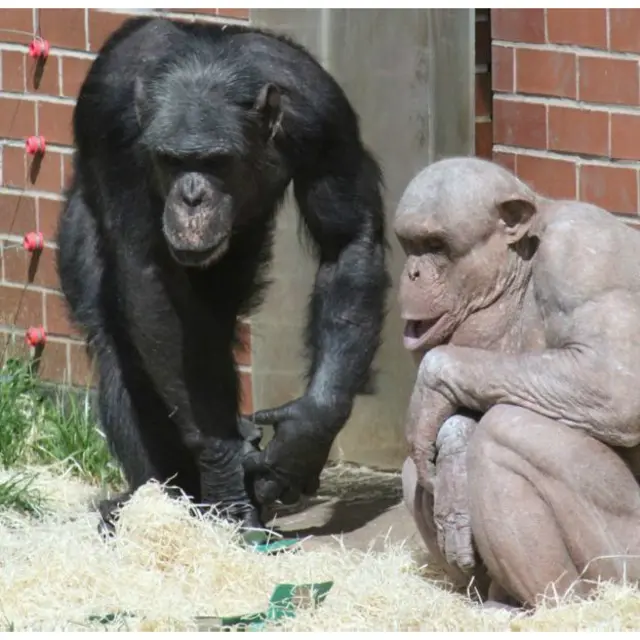 Mongo simpanse tak berbulu