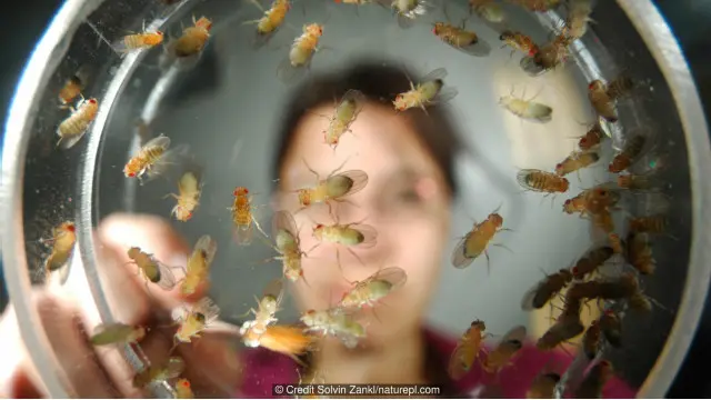 Menghitung lalat memang melelahkan, tetapi hasilnya mengungkap hal baru. 