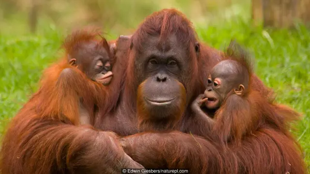 Reproduksi mungkin berpengaruh pada usia hidup. 