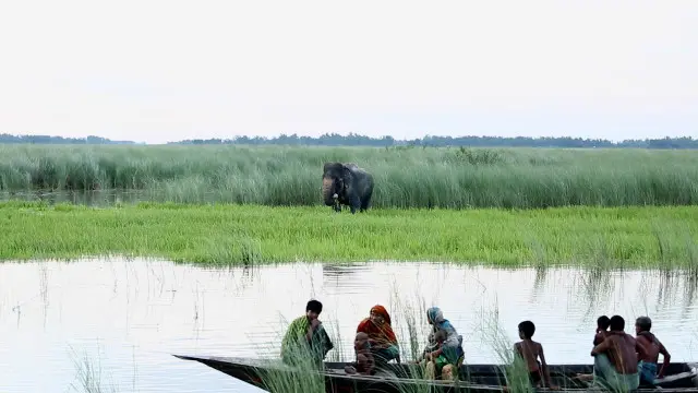 বুনো হাতিটি উদ্ধারে চেষ্টা করছে ভারত- বাংলাদেশের বন কর্মকর্তারা