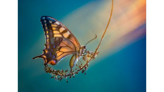 کرواتیایي عکاس پیټر سابول شارپایي د عکاسۍ شوق او ځواک سره یوځای کړي او له لارې یې طبیعت کې د حشرو د انځورونو په زړه پورې او رنګینه ننداره وړاندې کړې.