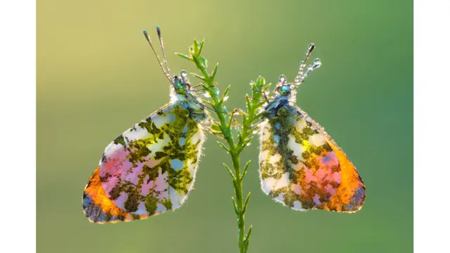 سابول غواړي داسې نړۍ له نژدې وګوري چې کم تر سترګو کېږي، داسې شیبې انځور کړي چې په سترګو یې لیدل ګران او ان ناممکن برېښې، پرته له دې چې د کامرې سترګې یې ښکار کړي. 