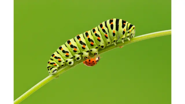 عکاس یوه لسیزه پردې تېره کړې چې د طبیعت کې د کوچنیو ژوندیو موجوداتو غیرمعمول حرکتونه او طبیعي فعالیتونه انځور کړي.