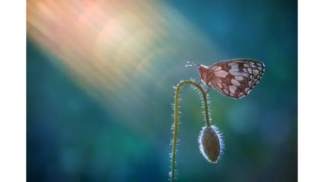 د لمر راختو او لمر پرېوتو پرمهال وړانګې ښایسته سیوری جوړوي او داسې ښکاري لکه د انځور رنګونه چې سره اوبدل شوي وي.