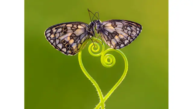 د بوټي پر ساقې د دوو پتنګانو له وزرو تته رڼا ځلېږي.