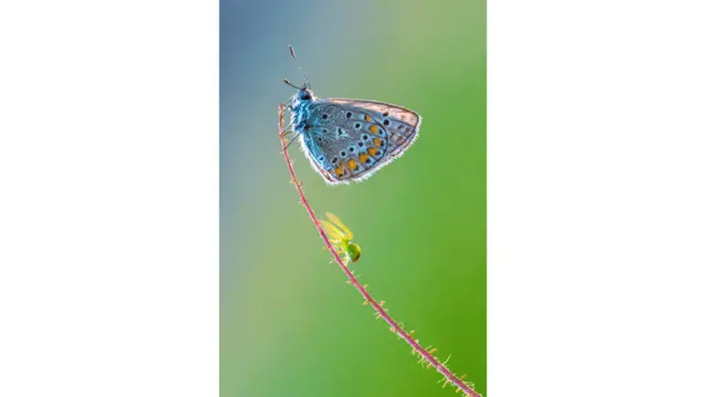 سابول چې په کرواتیا کې ژوند او کار کوي وایي، له پیله یې له طبیعت او سمسورې نړۍ سره مینه وه.