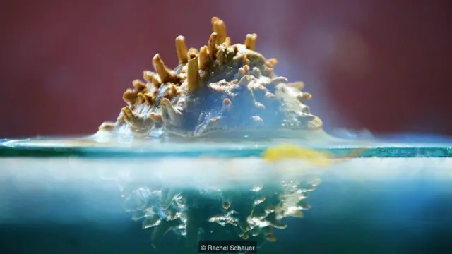 Sebuah sudut sungai Caloosahatchee, Florida Rachel Schauer.