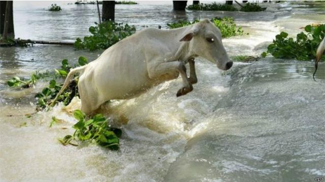 在阿薩姆邦洪水破壞了農田和基礎設施
