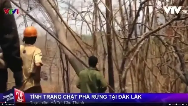 Hình ảnh trong phóng sự phá rừng ở Đăk Lăk của VTV24