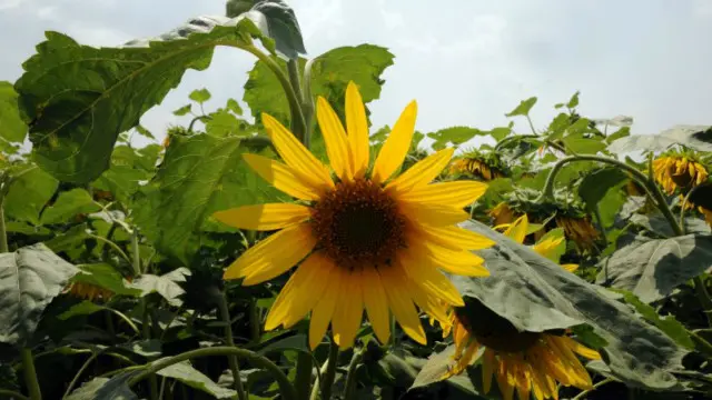 За рік без позик МВФ краща світова кон'юнктура на товари, які експортує Україна, частково допомогла замістити валютні надходження