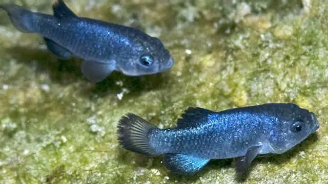 Devils hole pupfish