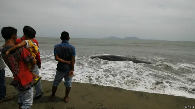 "Mungkin, karena sakit atau perubahan cuaca," kata Bustami.