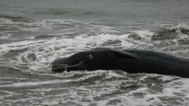 Sampai sekitar pukul 14.00, bangkai paus tersebut masih belum dipindahkan dari bibir pantai Alue Naga, karena air laut masih pasang.