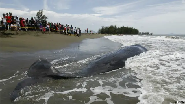 Sampai Kamis sore, warga Banda Aceh dan sekitarnya tertarik untuk melihat bangkai paus tersebut.