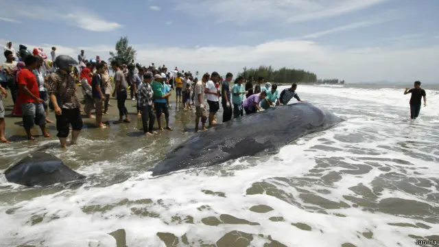Paus tersebut terdampar di pinggir pantai sejak Rabu (03/08) sore, sebelum akhirnya ditemukan dalam kondisi mati pada Kamis (04/08) pagi. 