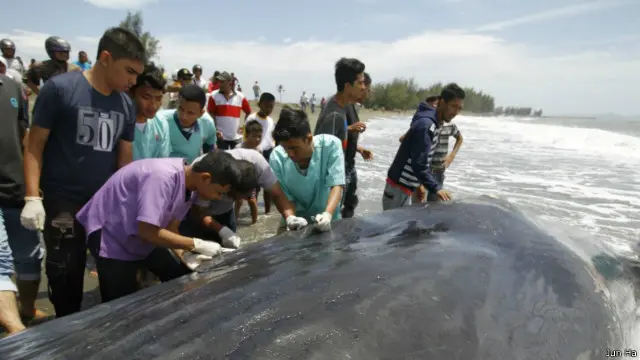 Sejauh ini belum diketahui secara pasti mengapa paus itu terdampar.