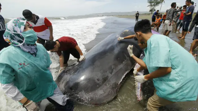 Tim dari Fakultas Kedokteran Hewan Unsyiah mengautopsi bangkai paus sperma.