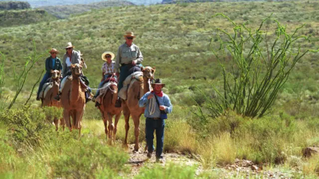 大转弯国家公园有 59 种仙人掌(图片来源:盖蒂图片)