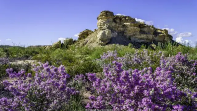 石灰岩峡谷是公园一景(图片来源:大卫•苏克西/盖蒂图片)