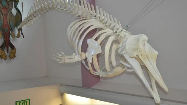 عرضت مدرسة عليا في ألاسكا هيكلاً عظمياً لحوت ينتمي لذلك النوع الجديد من الحيتان دون أن تعلم تصنيفه الدقيق