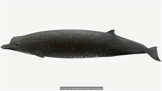 يقل حجم حيتان النوع الجديد من فصيلة "الحوت المنقاري" (الموضح في الرسم) عن نظيراتها المنتمية لنوع "الحوت المنقاري العملاق" الأكثر شيوعاً من أنواع هذه الفصيلة