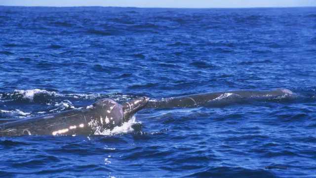 تعد "الحيتان المنقارية" من بين أكثر أنواع الحيتان التي يصعب العثور عليها أو رصدها في المحيطات