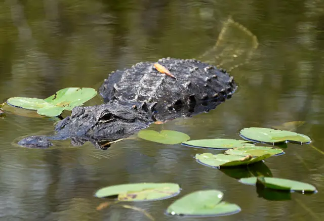 佛罗里达州著名的爬行动物在大沼泽地国家公园生机勃勃（图片来源：盖蒂图片)