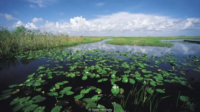 大沼泽地既有美丽的景色，也有丰富的历史。（图片来源：罗宾·希尔/盖蒂图片）