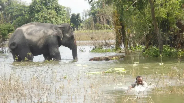 بھارتی حکام اس بات پر رضامند ہیں کہ اس ہاتھی کو جنگلی حیات کے لیے بنائے گئے مقامی وائلڈ لائف پارک منتقل کر دیا جائے