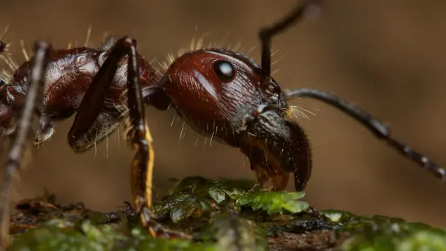 Seekor semut peluru.