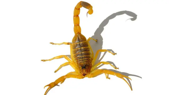 Kalajengking 'penguntit kematian'.