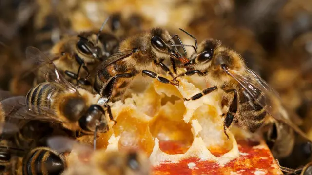 Lebah tinggal bersama koloni.