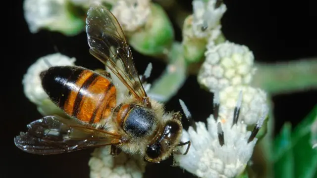 Lebah pembunuh Afrika.