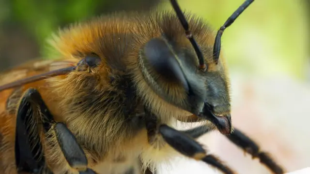 Lebah Eropa.
