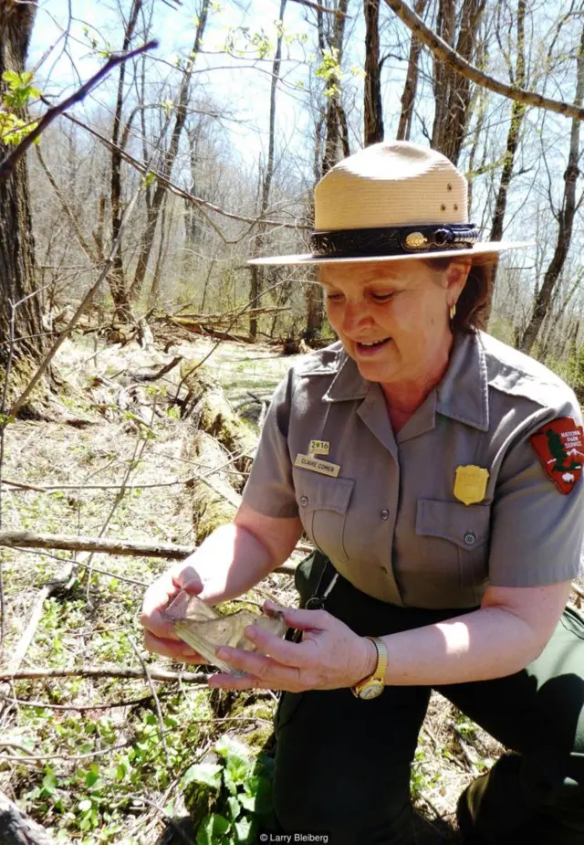 护林员克莱尔·科莫发现了一些碎玻璃片（图片来源：拉里·布雷博格）