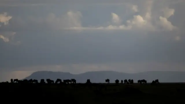 maasai__mara