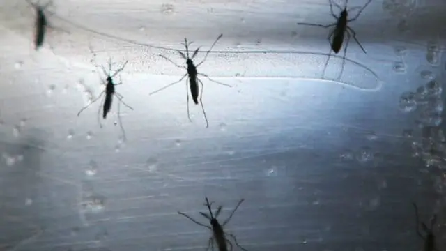 فيروس زيكا ينتقل في أغلب الأحيان عن طريق البعوض 