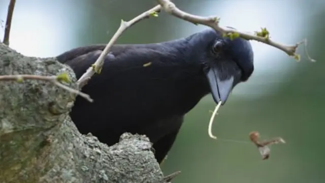 کوے سوکھی ہوئی ٹہنیوں کو موڑ کر ہک بنا سکتے ہیں