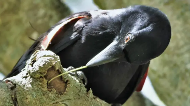 کلاغ‌های کالدونیای جدید ابزار می‌سازد و آن را به کار می‌گیرد