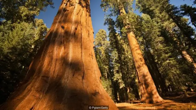 國王峽谷國家公園（Kings Canyon National Park）古老的水杉（圖片來源：Pgiam/Getty）