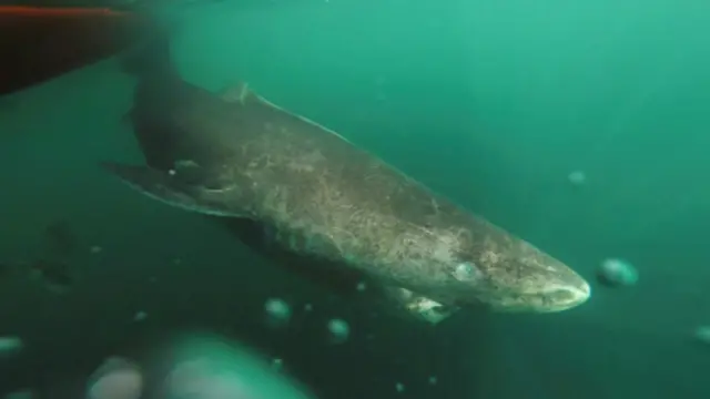 greenland_shark