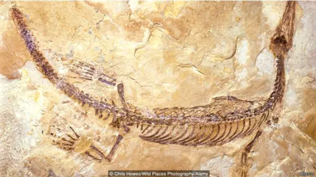 जीवाश्म