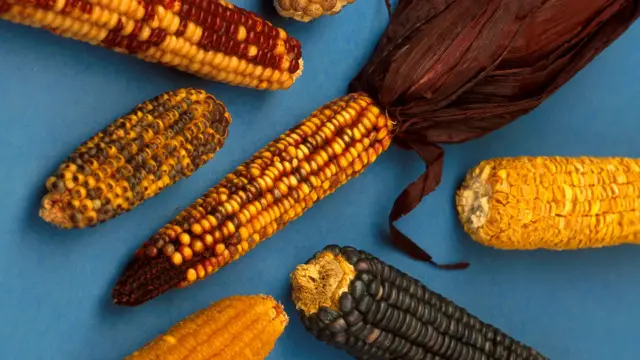 Близько 300 р. до н.е. стався демографічний сплеск, спричинений поширенням кукурудзи