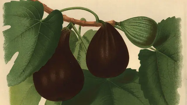 Наразі зібрано ще мало надійних даних про зв’язок між харчуванням та шансами завагітніти