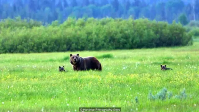 大提頓國家公園是灰熊的家（圖片來源：漢斯力克攝影 [Hansrico Photography]/蓋蒂圖片社）