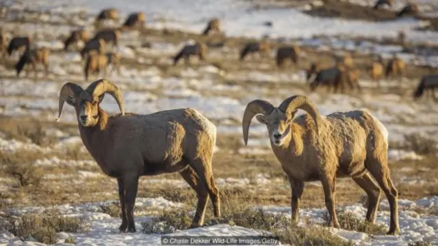 在大提頓國家公園可以發現大角羊(圖片來源:蔡斯·德克野生動物圖片庫/蓋蒂圖片社)